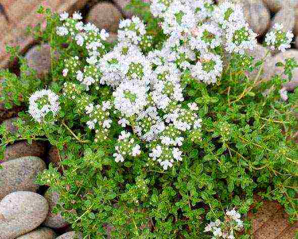 thyme lemon planting and care in the open field