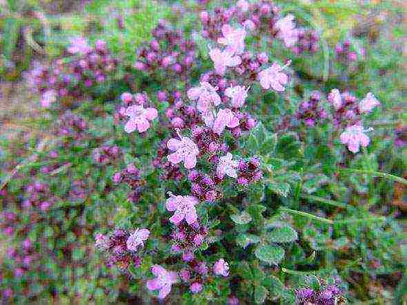 thyme lemon planting and care in the open field