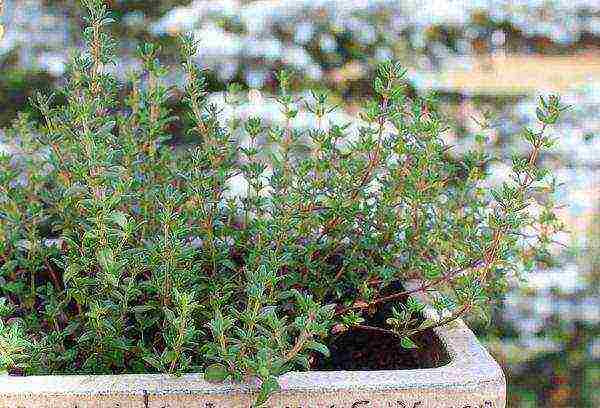 thyme lemon planting and care in the open field