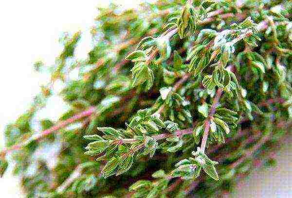 thyme lemon planting and care in the open field