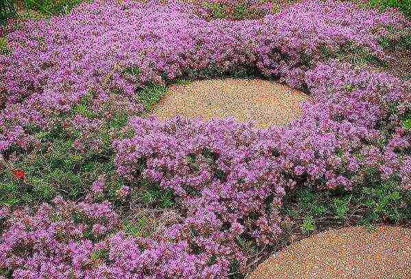 thyme lemon planting and care in the open field