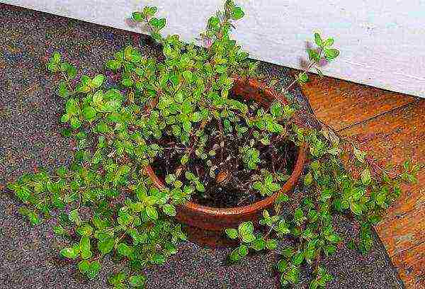 thyme lemon planting and care in the open field