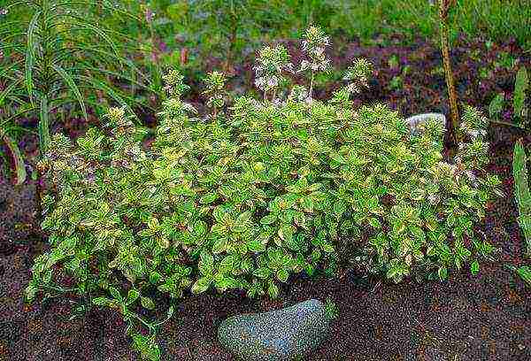 thyme lemon planting and care in the open field