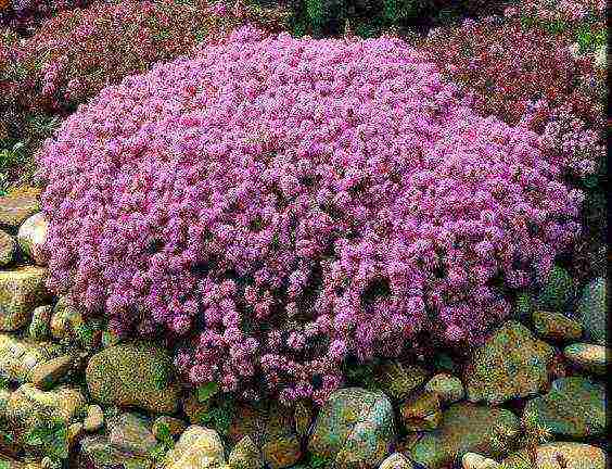 thyme lemon planting and care in the open field