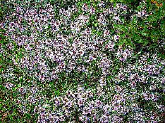 thyme lemon planting and care in the open field