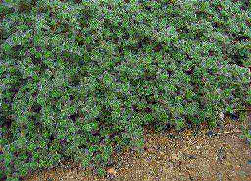 thyme lemon planting and care in the open field