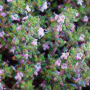 thyme lemon planting and care in the open field