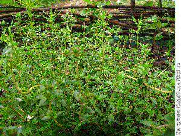 thyme honey planting and care in the open field