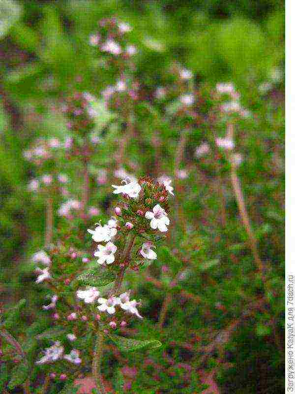 thyme honey planting and care in the open field