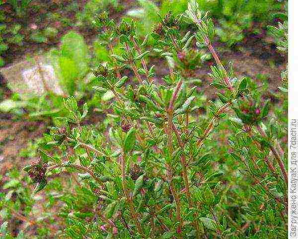 thyme honey planting and care in the open field