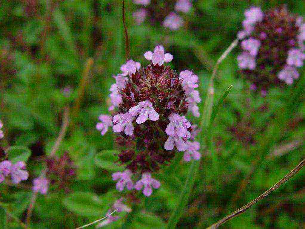 thyme planting and care outdoors in the middle lane