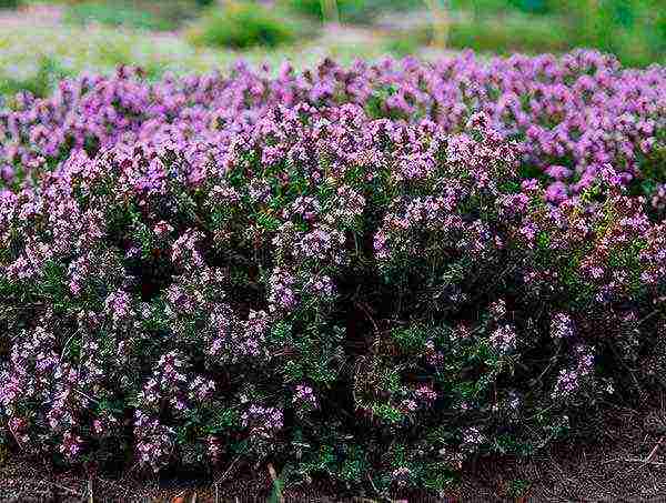 thyme planting and care outdoors in the middle lane