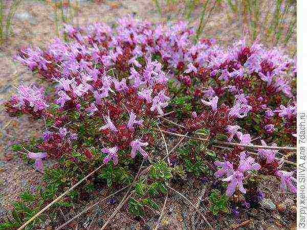 thyme planting and care outdoors in the middle lane