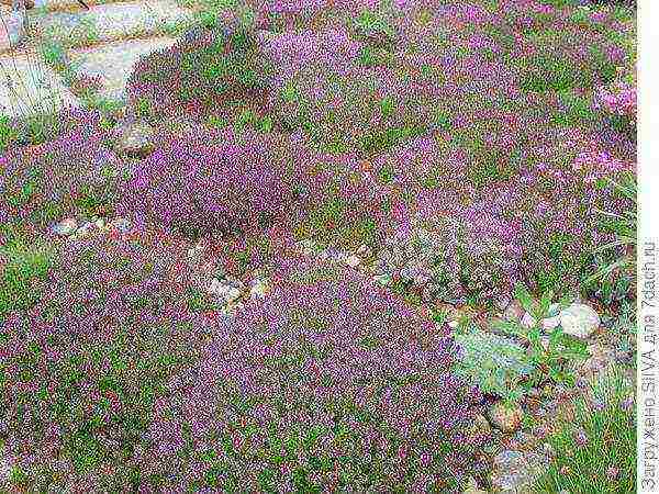 thyme planting and care outdoors in the middle lane