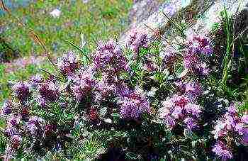 thyme planting and care outdoors in the middle lane