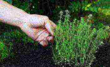 thyme planting and care outdoors in the middle lane