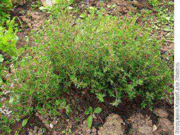 thyme planting and care outdoors in the middle lane