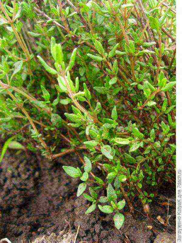 thyme planting and care outdoors in the middle lane