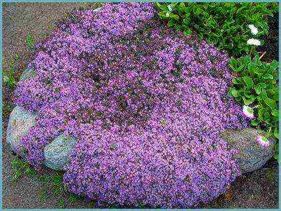 thyme planting and care outdoors in the middle lane