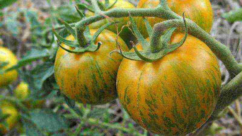 the best varieties of tomato