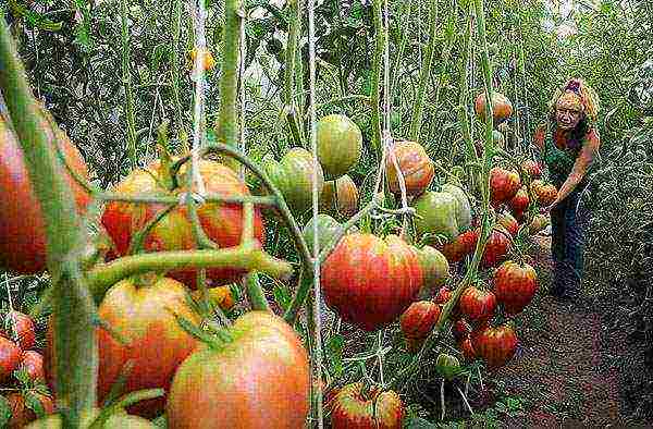 the best variety tomato