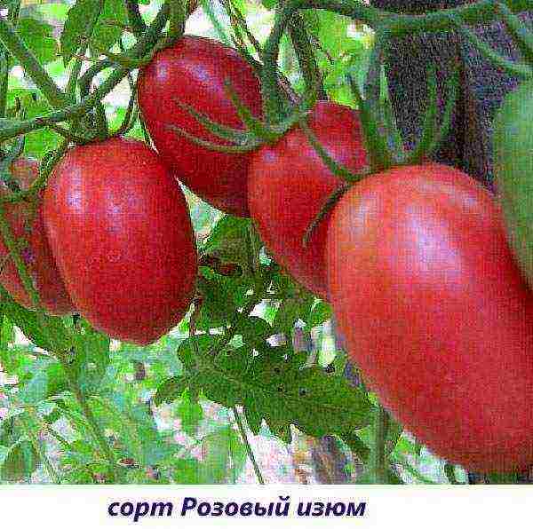 the best variety tomato