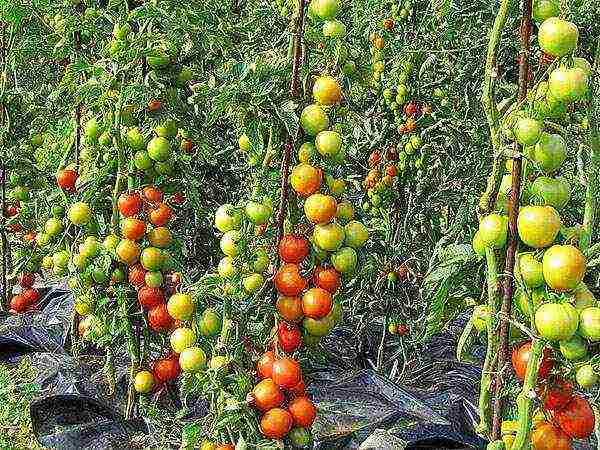 ang pinakamahusay na iba't ibang kamatis