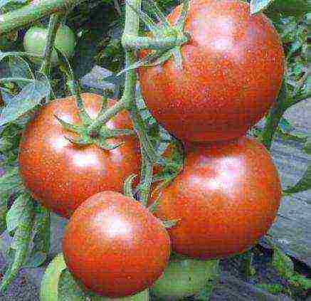 large tomatoes, best varieties