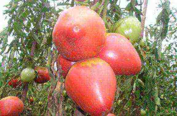 large tomatoes, best varieties