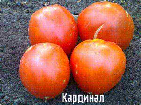 large tomatoes, best varieties