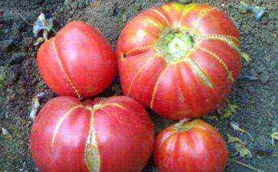 large tomatoes, best varieties