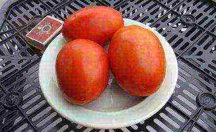 large tomatoes, best varieties