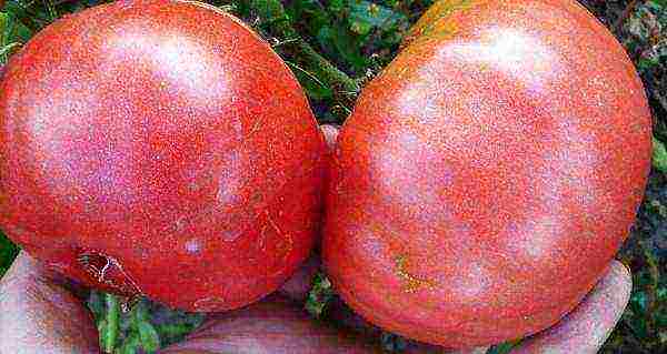 large tomatoes, best varieties