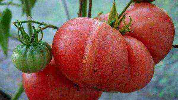 large tomatoes, best varieties