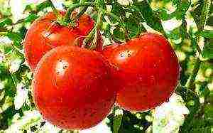 tomatoes are the best determinant varieties