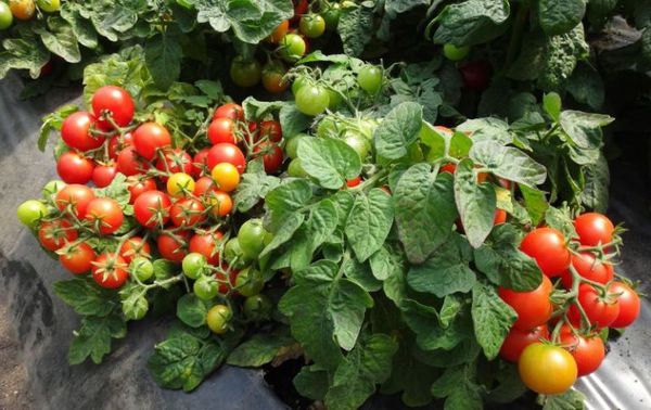 tomatoes are the best determinant varieties