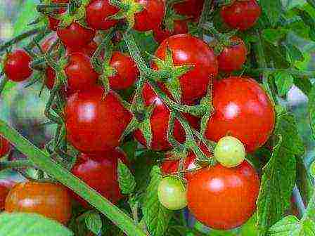 tomatoes are the best determinant varieties