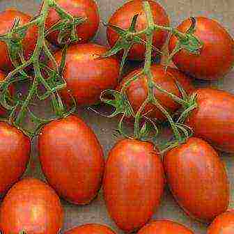 tomatoes are the best determinant varieties