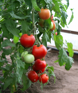 tomatoes are the best determinant varieties