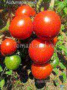 tomatoes are the best determinant varieties