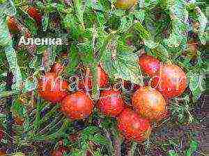 tomatoes are the best determinant varieties