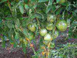 tomatoes are the best early varieties