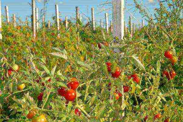 tomatoes are the best early varieties