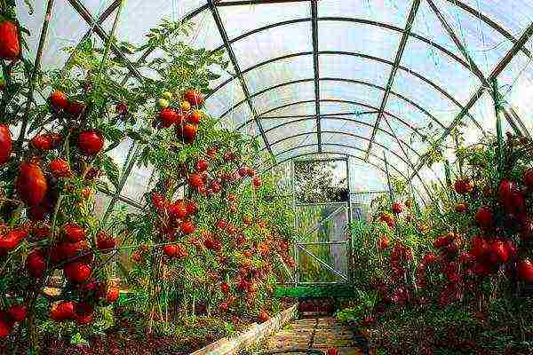 tomatoes are the best early varieties