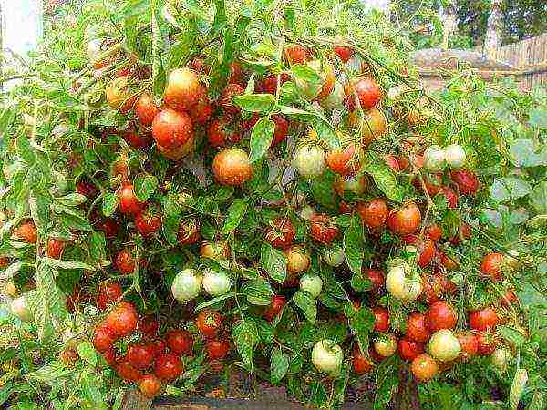 tomatoes are the best early varieties