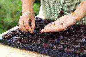 tomatoes are the best early varieties