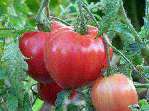 tomatoes are the best pink varieties