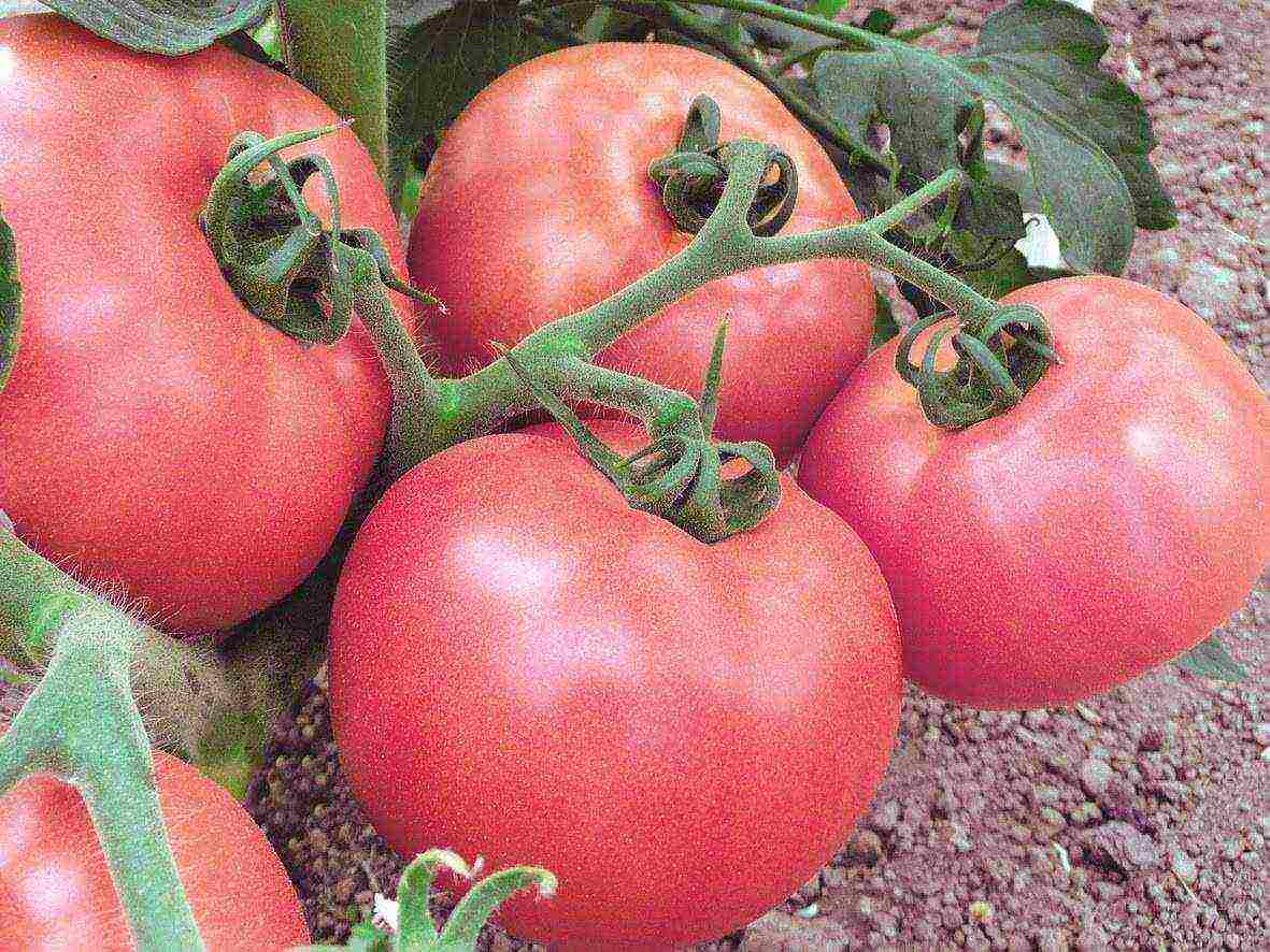 tomatoes are the best pink varieties