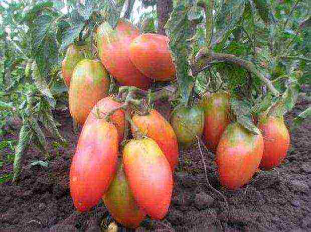 tomatoes are the best pink varieties