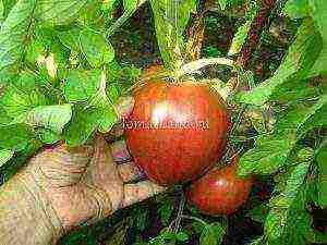 tomatoes are the best pink varieties